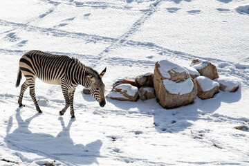 zebra in snow