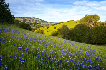 Wildflower fields in spring, Marin County, California.