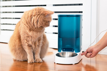 Adorable cat with an automatic dry food dispenser. Distance nutrition concept with remote control....