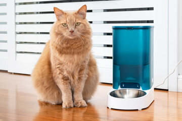 Adorable cat with an automatic dry food dispenser. Kitty posing next to the container of food while...