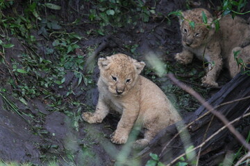 Two newborn dirty lion cubs hidden by ther Mom the lioness in a deep mud den 