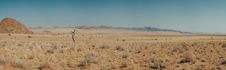 Fototapeta na wymiar Ultraweiter Panoramablick in die Ebene der Namib im Gondwana Sperrgebiet Rand Park mit einem abgestorbenen, verdorrten Baum im Vordergrund (Aus, Namibia)