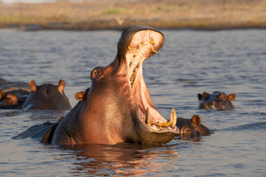 A hippo yawns menacingly in a show of aggression and to protect the others in the pod. 