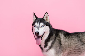 Photo portrait of happy sweet alaskan sled dog looking you breathing tongue out empty space isolated pink color background