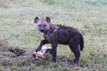 Hyena cub playing with an antilope skull