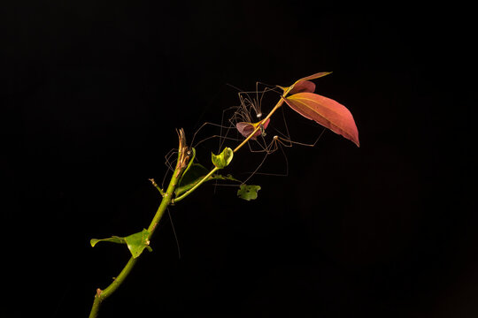 Group of harvestmen (Opiliones) perched on vegetation at night. Nakai-Nam Theun National Protected Area. Laos.