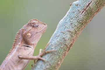 Portrait of a Juvenile Emma Gray’s Forest Lizard (Calotes emma). Nakai-Nam Theun National Protected Area. Laos.