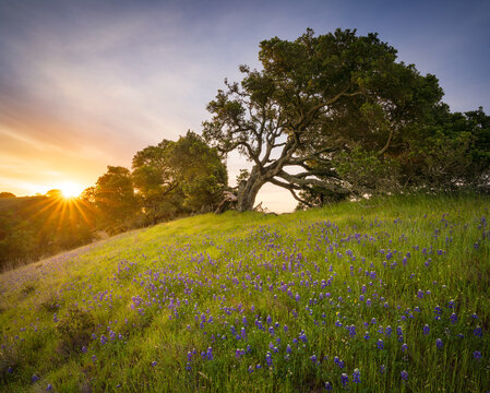 Wild lupine beneath an old oak tree, Marin County, California.