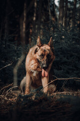 german shepherd dog is sitting on the grass with open mouth and tongue