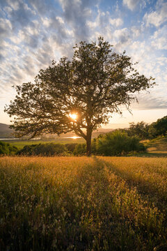 Evening light through a young oak tree in the rolling hills of Marin County, California.