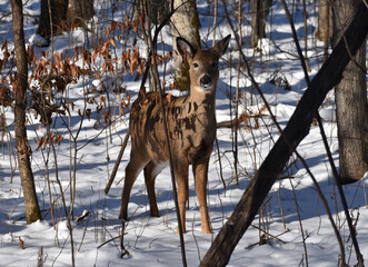 Fototapeta premium White-tailed deer (Odocoileus virginianus) or Virginia Deer in wooded area in early winter