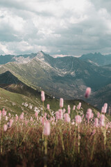 landscape with flowers and mountains in High Tatras, Poland