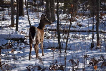 White-tailed deer (Odocoileus virginianus) or Virginia Deer in wooded area in early winter