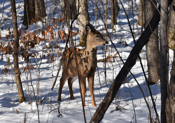 Fototapeta premium White-tailed deer (Odocoileus virginianus) or Virginia Deer in wooded area in early winter