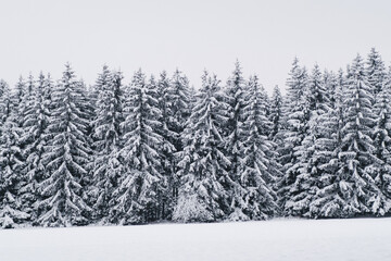 winter forest with snow in Highlands, Czech republic