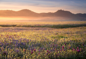 A photo of the 2022 wildflower bloom in the Central Valley of California. 