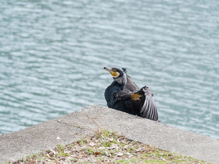 羽根をひろげるカワウ