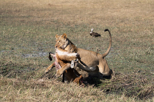 A female lion does not want to leave the rest of a carcass in the open to be devoured by vultures.