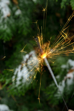 Vertical image of sparkler against green pine tree and snow