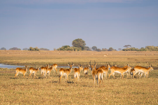 A herd of puku out on the Busanga Plains in Kafue National Park in Zambia.