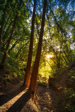 A pair of redwood trees stand tall in Marin County, California.
