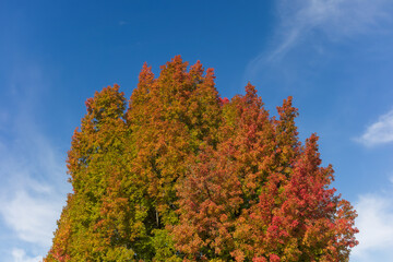 Fototapeta premium タイワンフウの紅葉