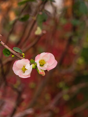 Fototapeta na wymiar ボケ（木瓜）の花
