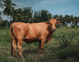 cows in the field in Thailand looking into camera