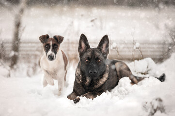 German shepherd winter snow smooth fox terrier Christmas