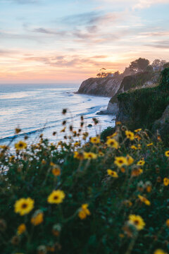 A coastal landscape with wildflowers and cliffs in spring. Santa Barbara, California, USA.