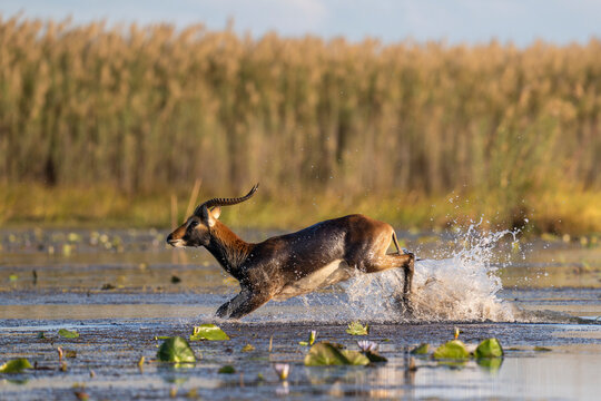 A black lechwe leads the way crossing the water channel in the Bangweulu Wetlands in Zambia. 