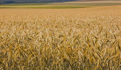 Fields of wheat at the end of summer fully ripe