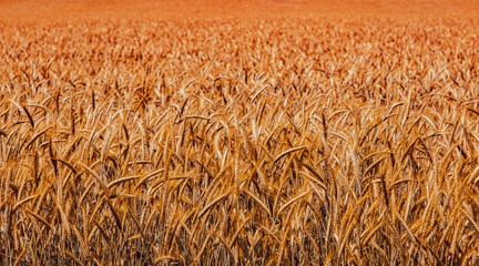 Fields of wheat at the end of summer fully ripe