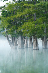 Swamp cypress grove at dawn. A milky mist is spreading over the surface of the lake. Fancy tree trunks are fabulously reflected in the water.