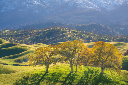 Oak trees with rolling hills and snowy mountains, California.