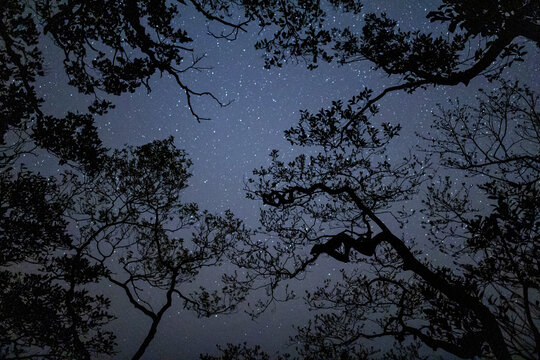 Stars seen through the forest canopy in Nakai-Nam Theun National Protected Area. Laos.