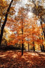 Fototapeta premium autumn in the park