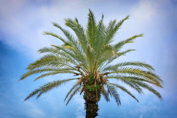 Fototapeta na wymiar Palm trees against blue sky, Palm trees at tropical coast, coconut tree, summer tree
