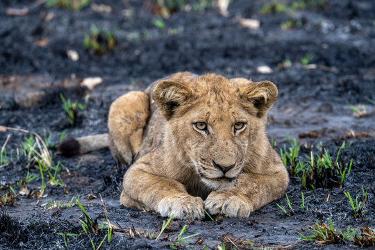 A lion cub resting in a charred area from a recent bush fire in Kafue National Park in Zambia.