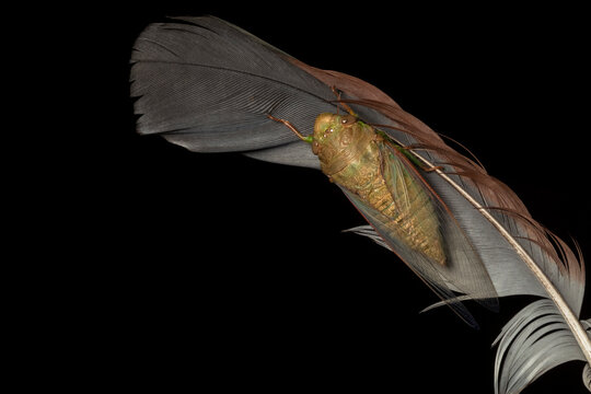 Fototapeta Adult cicada (Cicadoidea) perched on a bird's feather after emerging from its exuvia. Nakai-Nam Theun National Protected Area. Laos.