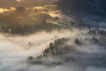 fog over forest in CA.