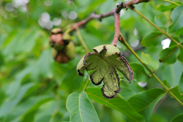 ein Walnussbaum mit reifen Nüssen  -a walnut tree with many nuts