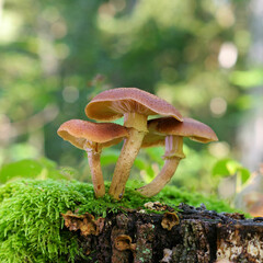 Gemeiner Hallimasch ,Armillaria ostoyae -  honey fungi or Armillaria ostoyae in autumn forest - 550439131