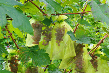 reife Weintrauben im Frucht-Schutzbeutel - ripe grapes in protection Bags on vineyard