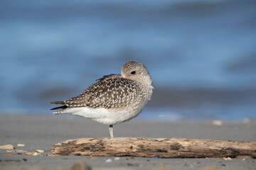 The grey plover or black-bellied plover (Pluvialis squatarola). Shorebirds, waders, Italy.