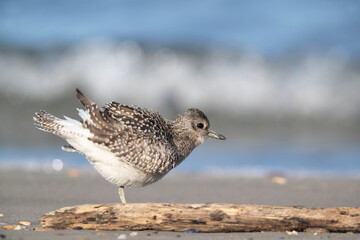 The grey plover or black-bellied plover (Pluvialis squatarola). Shorebirds, waders, Italy.