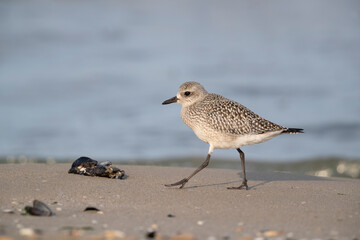 The grey plover or black-bellied plover (Pluvialis squatarola). Shorebirds, waders, Italy.