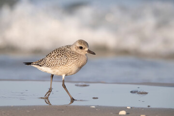 The grey plover or black-bellied plover (Pluvialis squatarola). Shorebirds, waders, Italy.