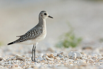 The grey plover or black-bellied plover (Pluvialis squatarola). Shorebirds, waders, Italy.