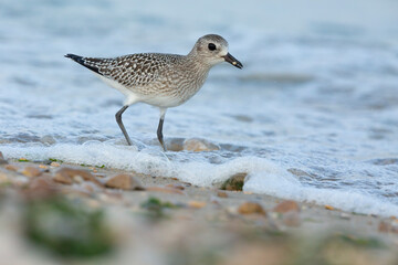 The grey plover or black-bellied plover (Pluvialis squatarola). Shorebirds, waders, Italy.